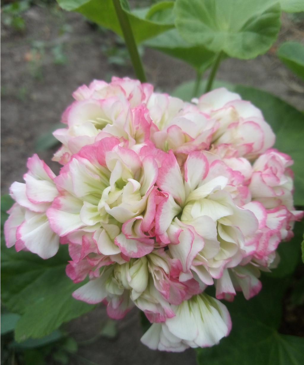 Appleblossom Rosebud