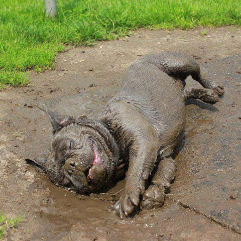 Muddy Dog is happy dog - Imgur.jpg