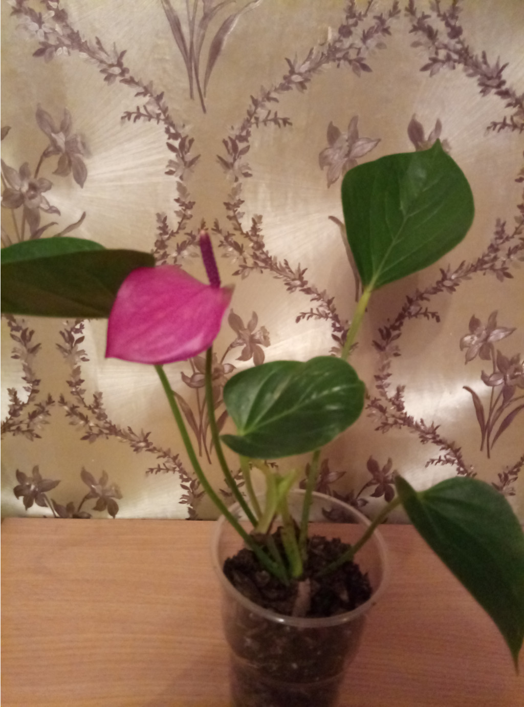     Anthurium andraeanum Baby Purple