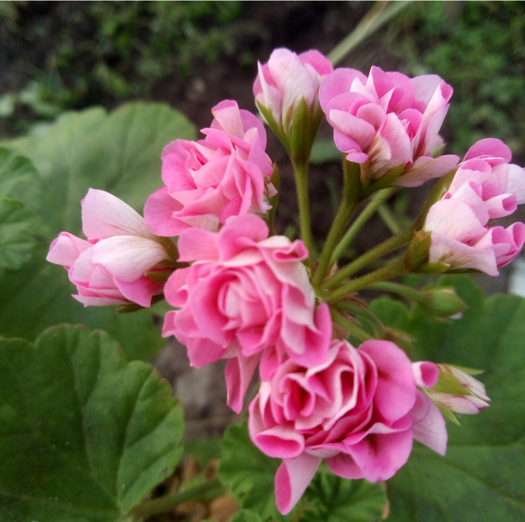 Smane Pink
