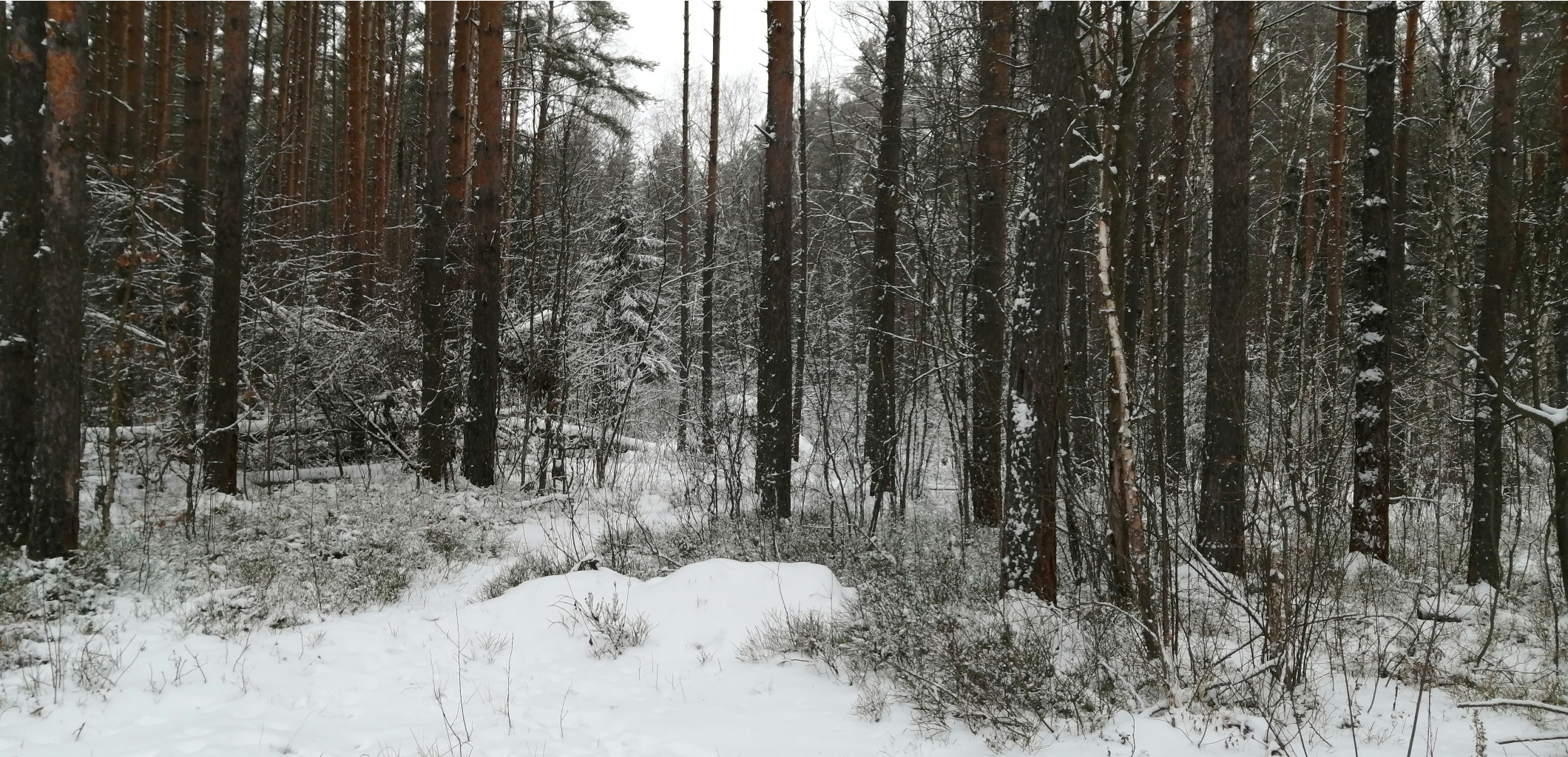 IMG 20200112 100139.jpg