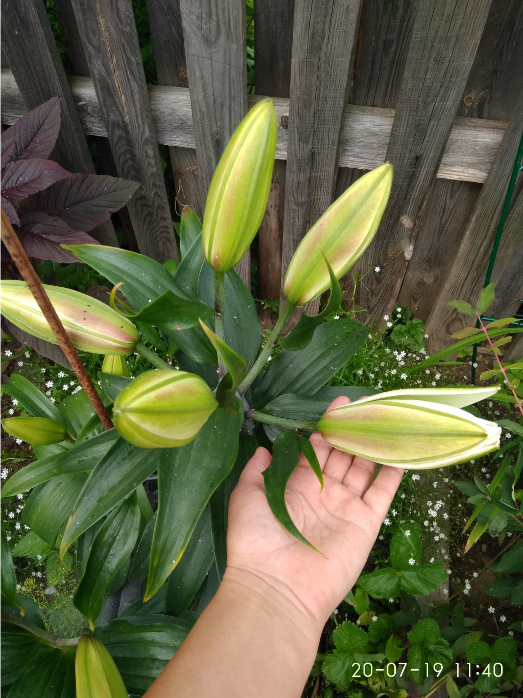 IMG 20190720 114055.jpg