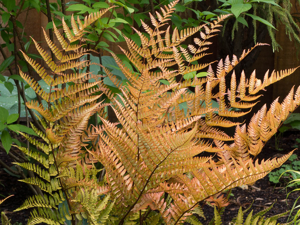  (Dryopteris erythrosora Brilliance)