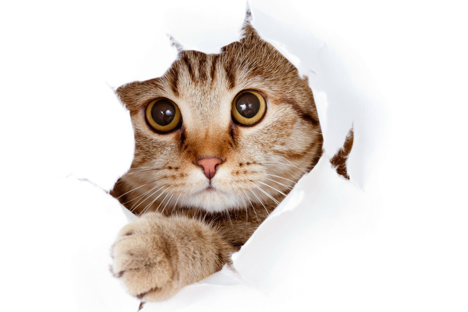 Cats Glance Paws 444682.jpg