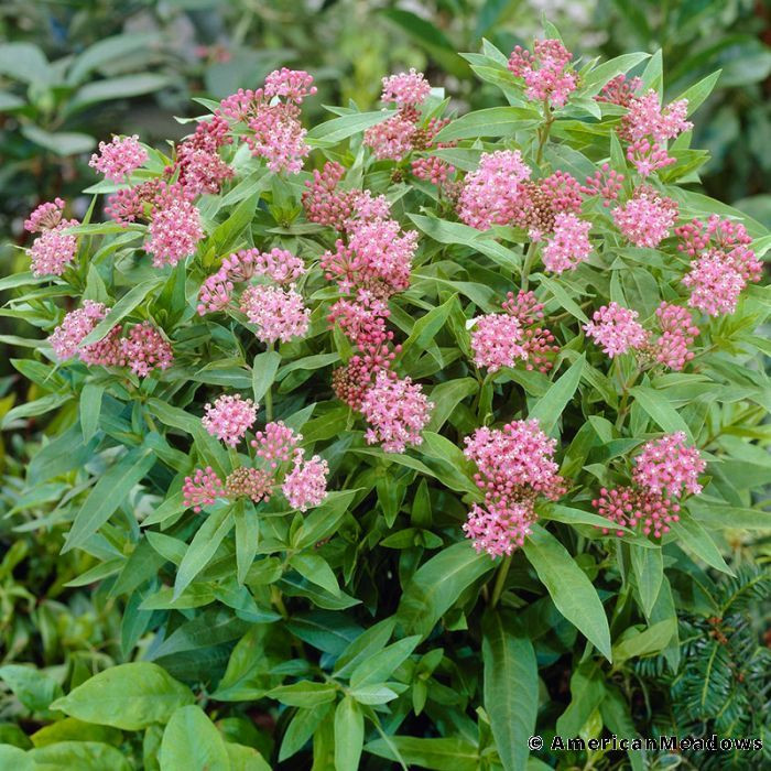   Swamp Milkweed*