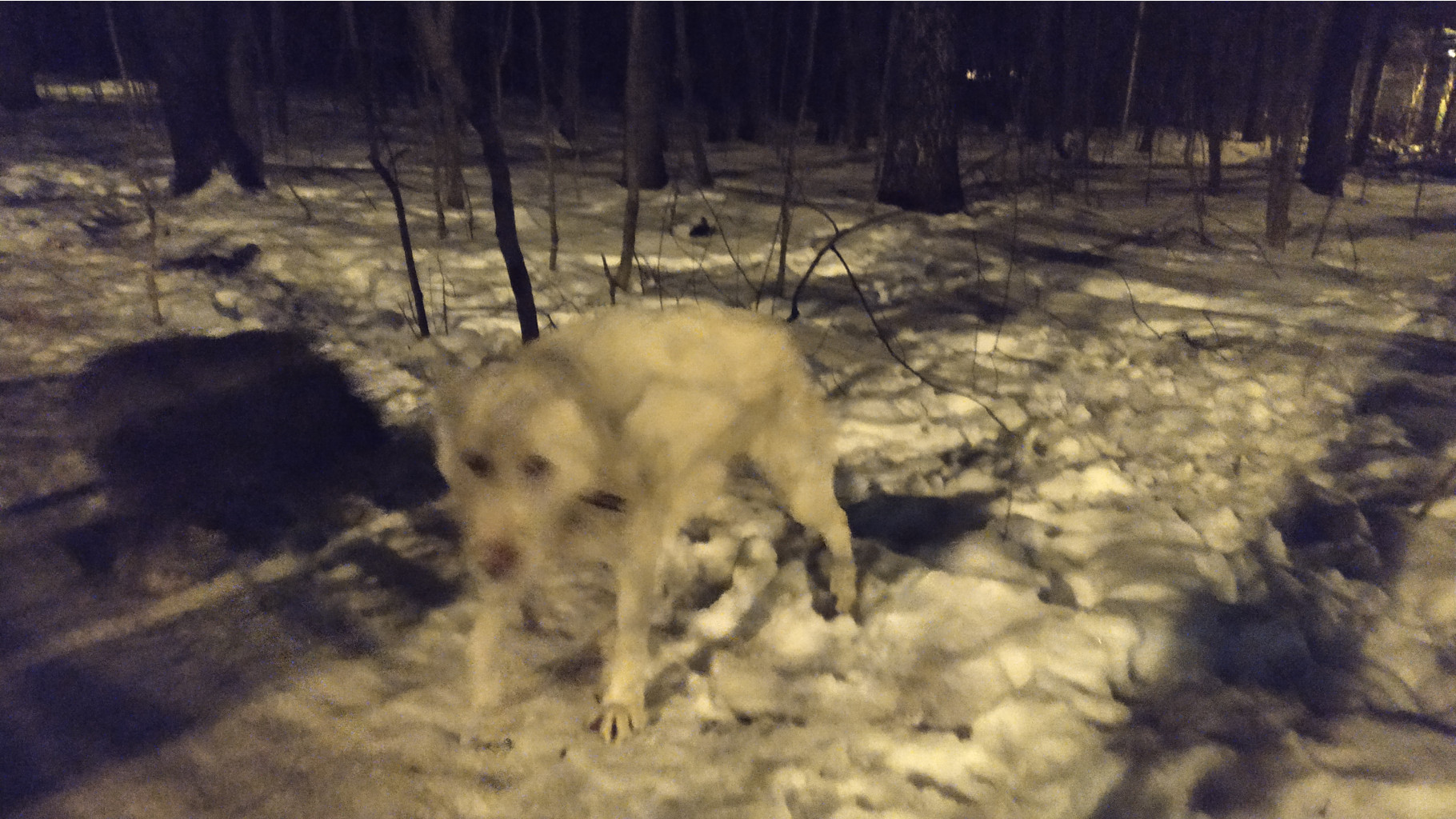 Собака в лесу (2)