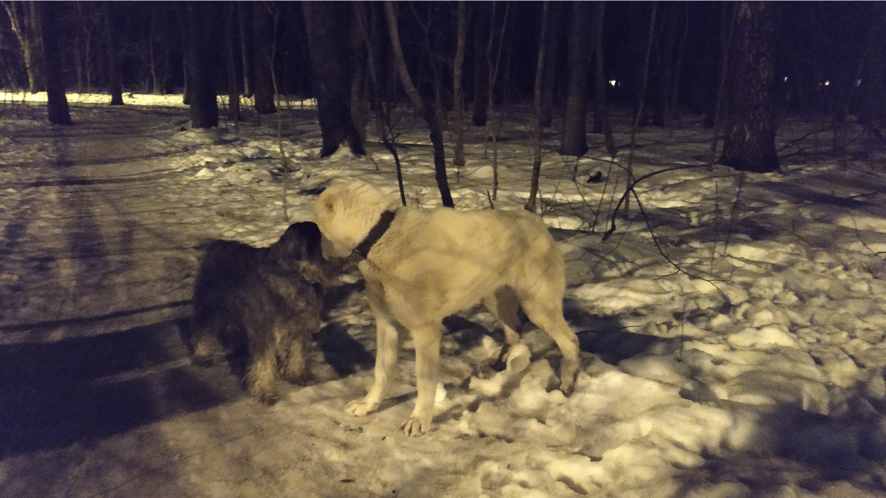 Собака в лесу