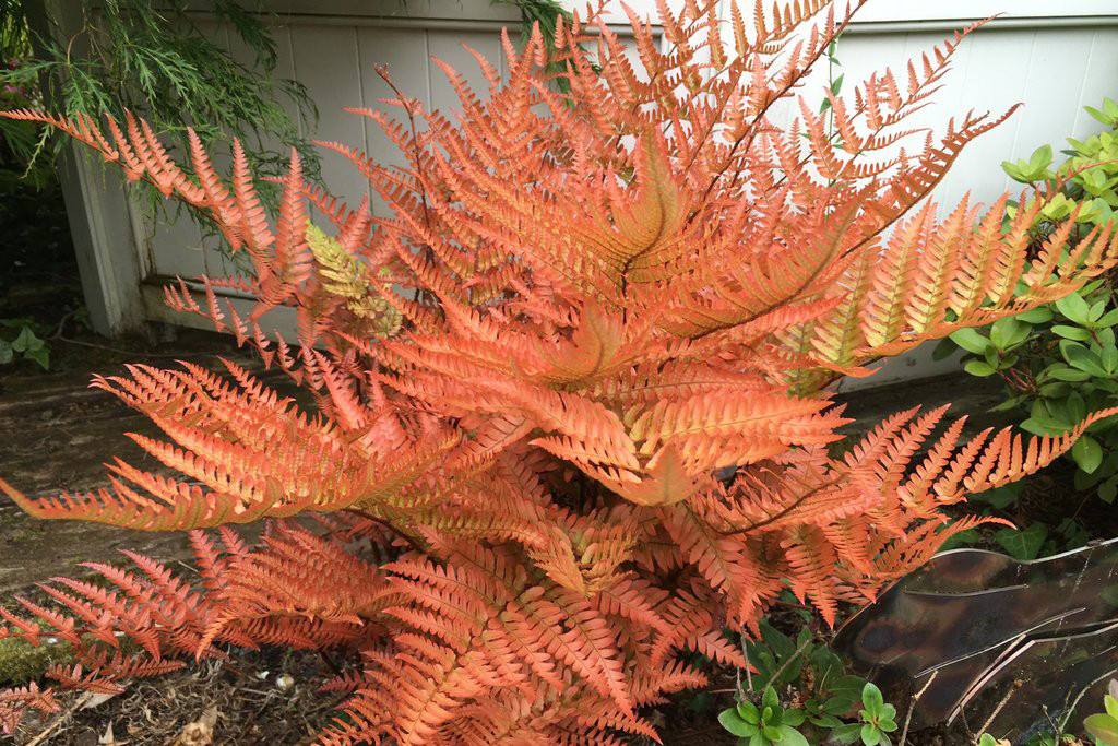  (Dryopteris erythrosora Brilliance)- 350 .