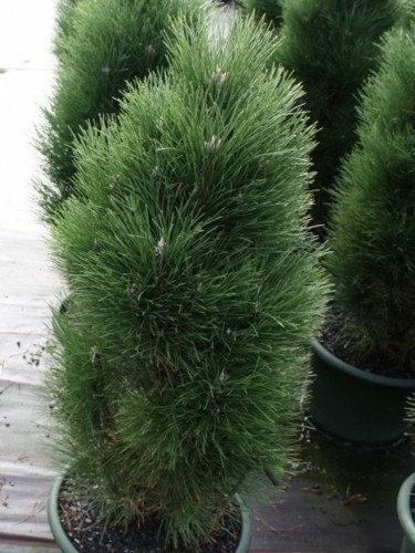  Pinus nigra Green Tawer C5 50-60 Cieplucha= 21,17-.jpg