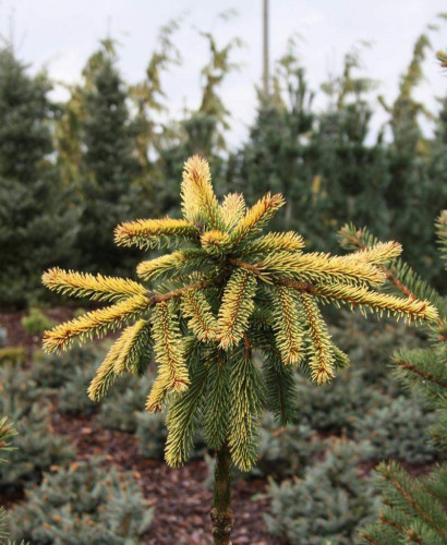 Picea () abies Gold Drift C5 PA 120-140 d 25-35 = 2461-.jpg