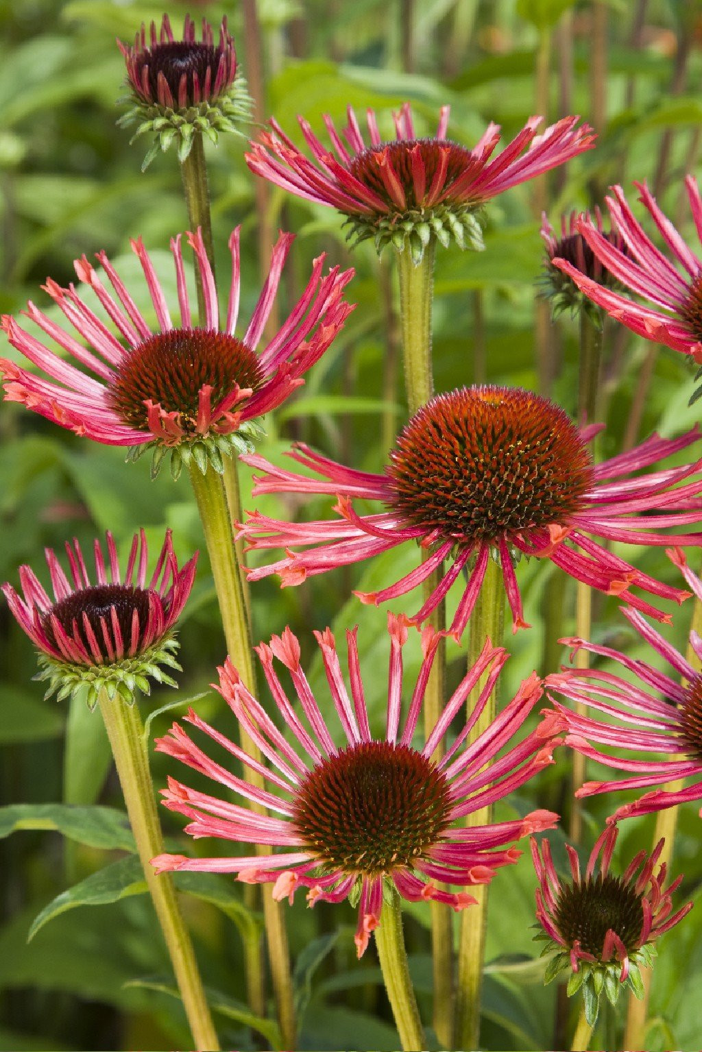 Echinacea-purpurea-Orange-Spider-2.jpg