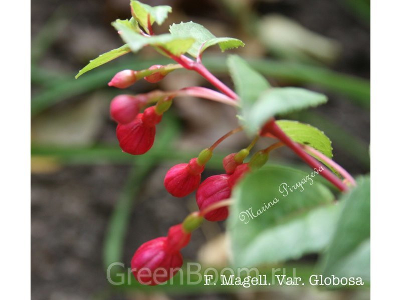 Fuchsia magellanica var. globosa. -  -  100.jpg