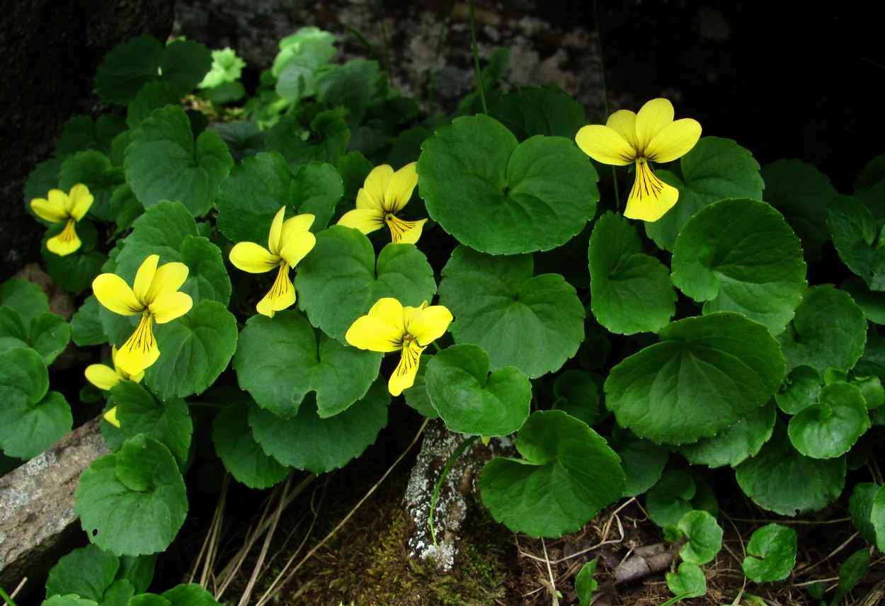 Viola caucasica.jpg