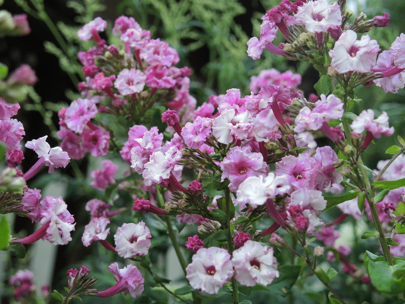 Sneeweischen und Rosenrot1.jpg