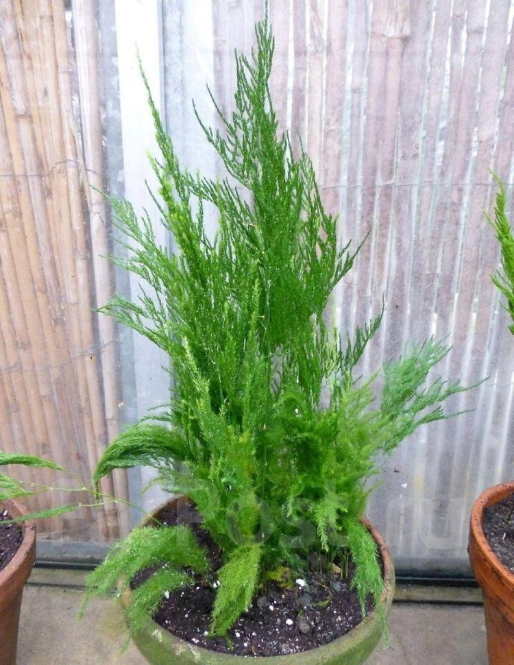   ( Asparagus pyramidalis)- 400 - 450 