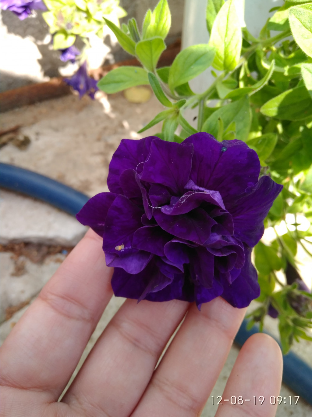  Tumbelina Belinda.jpg