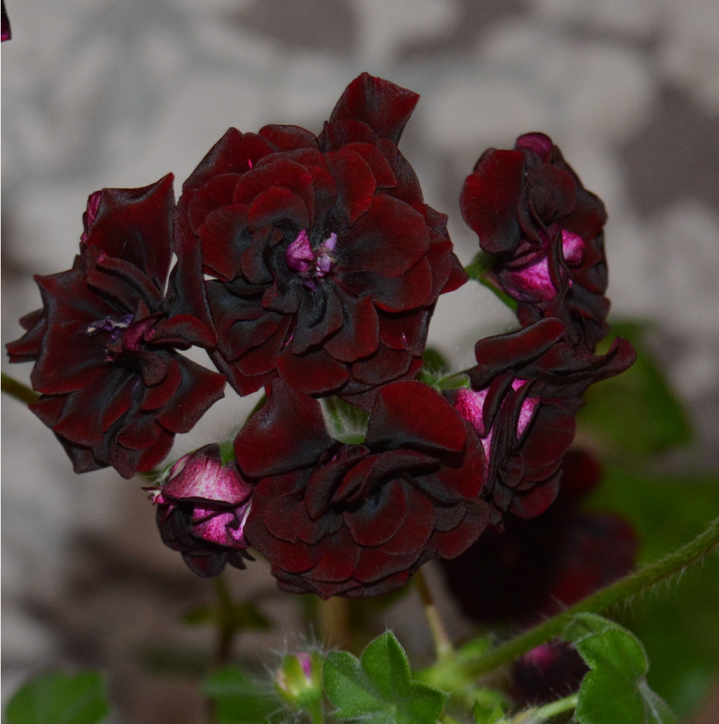   Royal Black Rose