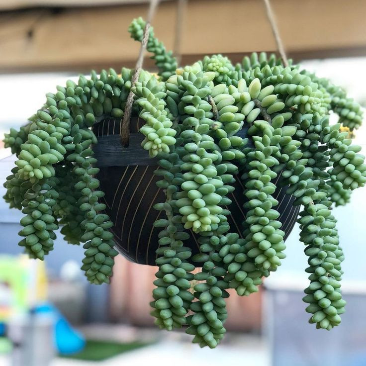   (Sedum morganianum) - 400 .