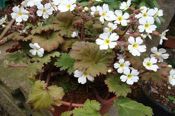 Primula-kitajskaya.jpg