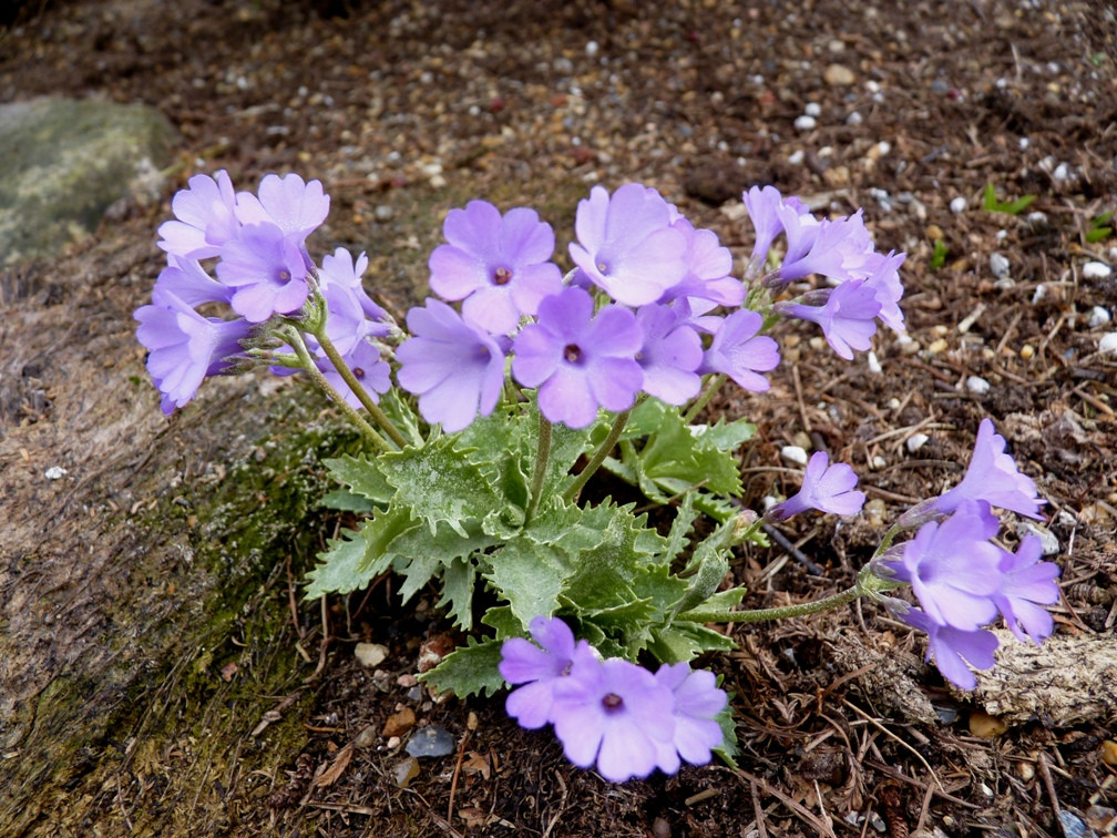 P. marginata Crenulata.JPG