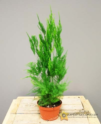   ( Asparagus pyramidalis)-