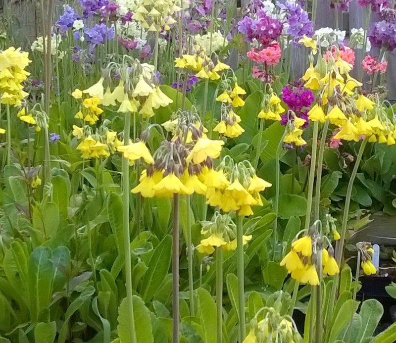 Primula-Florindyi..jpg