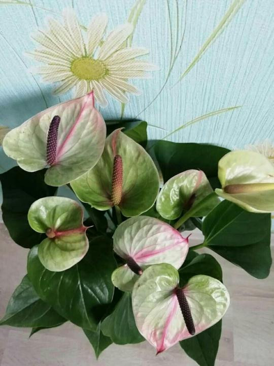    (Anthurium Adios Romance)- 900- 950 .