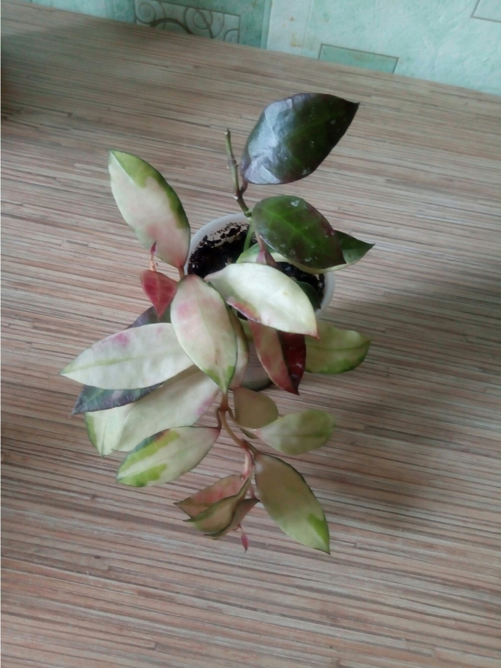 hoya walliniana variegata.