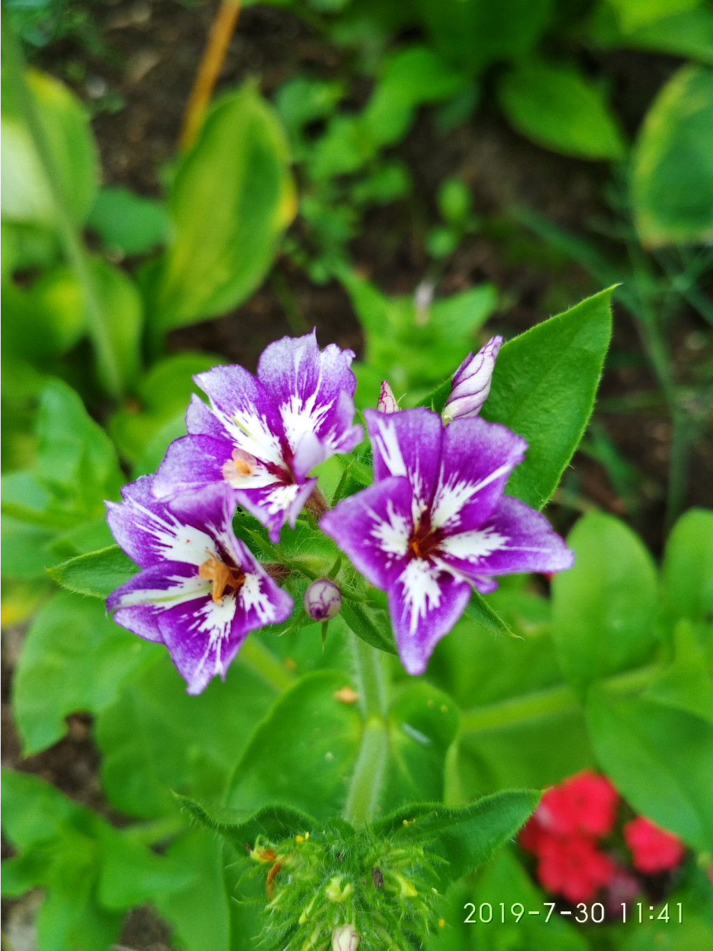 IMG 20190730 114149.jpg
