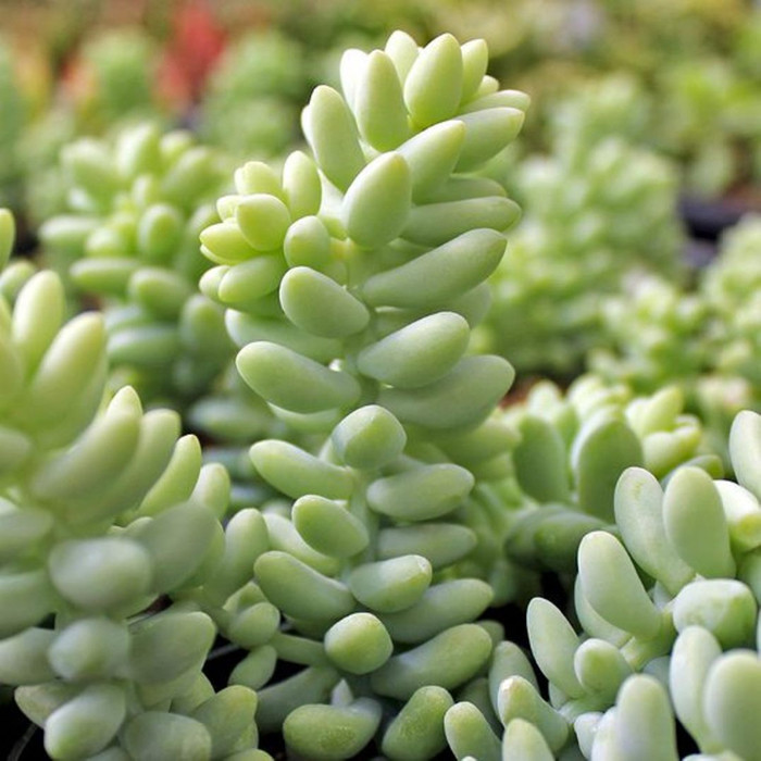   (Sedum morganianum) - 400 .