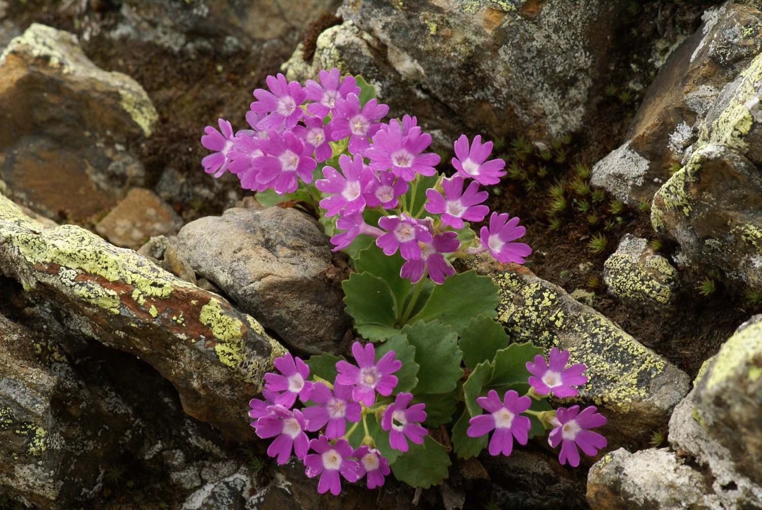 Primula Hirsuta.jpg