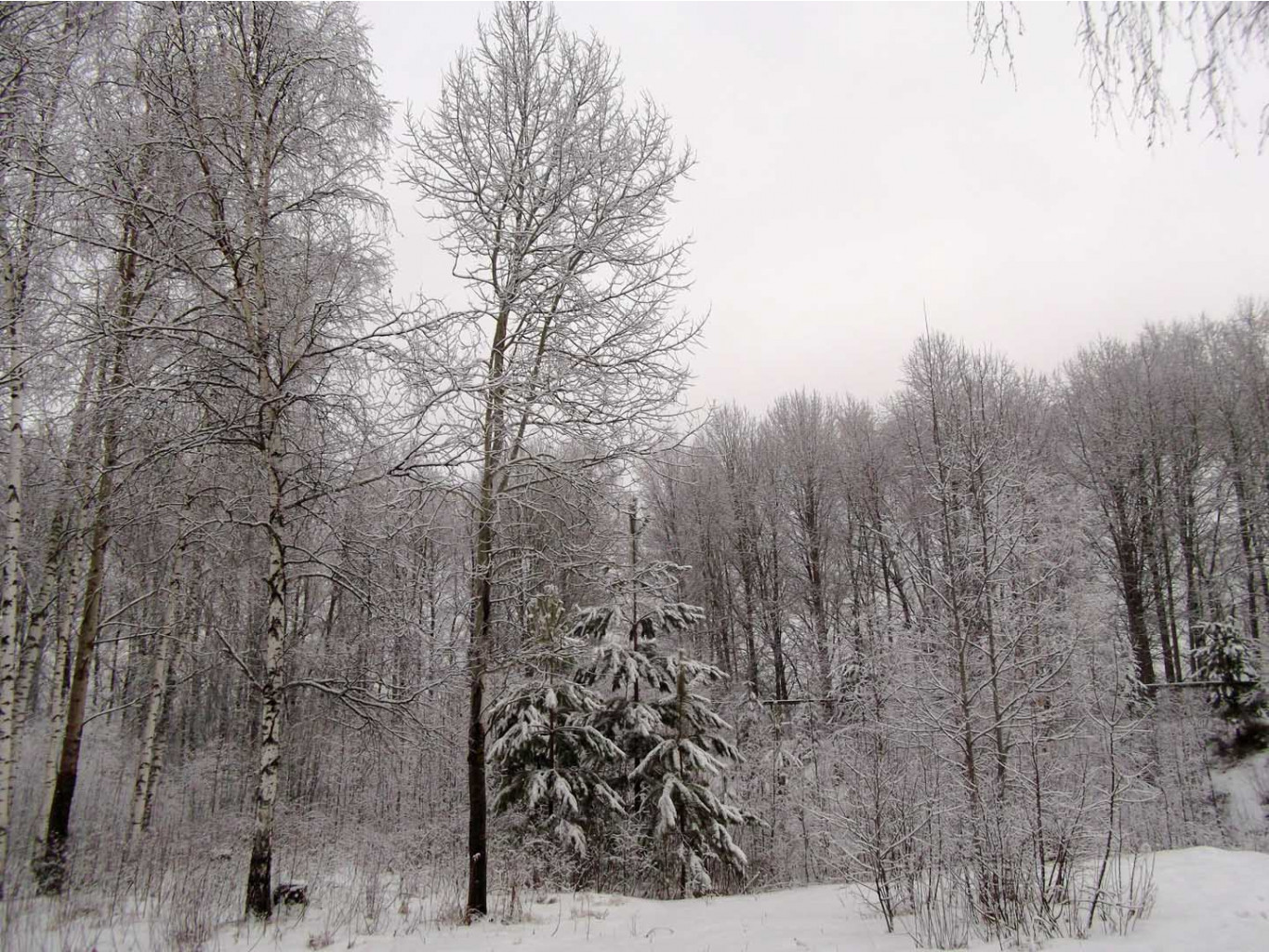https://img.nn2.ru/galleryview/0/userfiles/data/ufiles/2020-03/a3/ba/c1/5e5c088948cfa_dscf3757.JPG