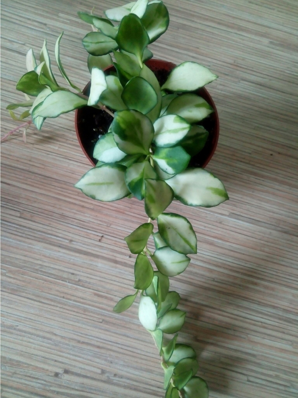  heuschkeliana variegated.