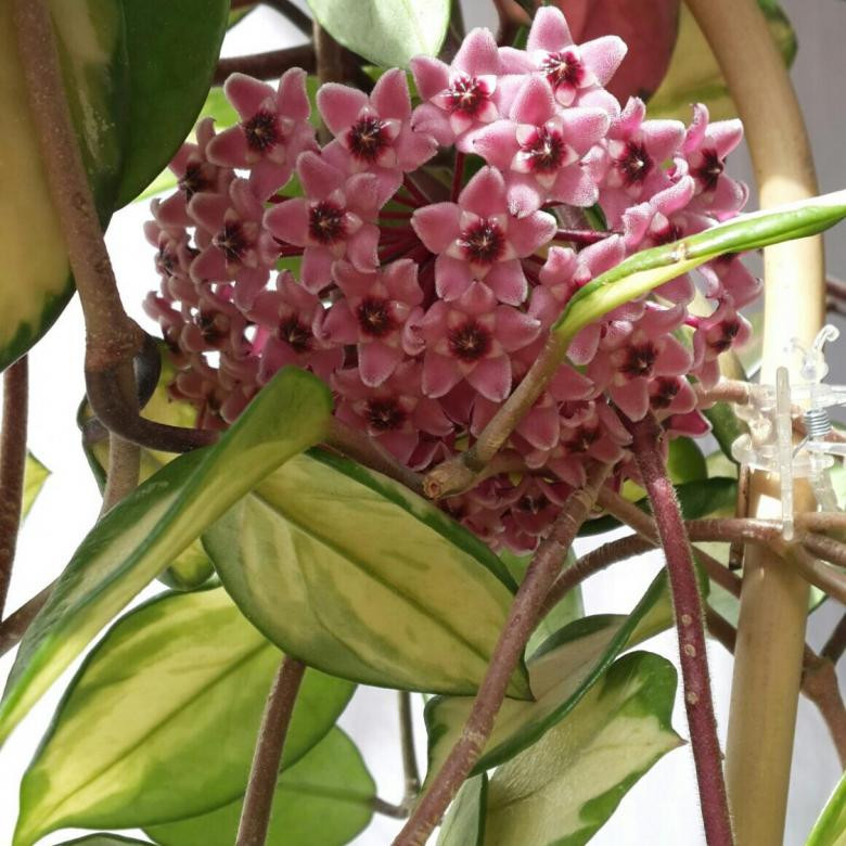    ( Hoya CARNOSA TRICOLOR)