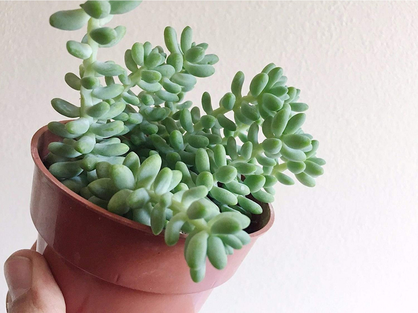   (Sedum morganianum) - 400 .