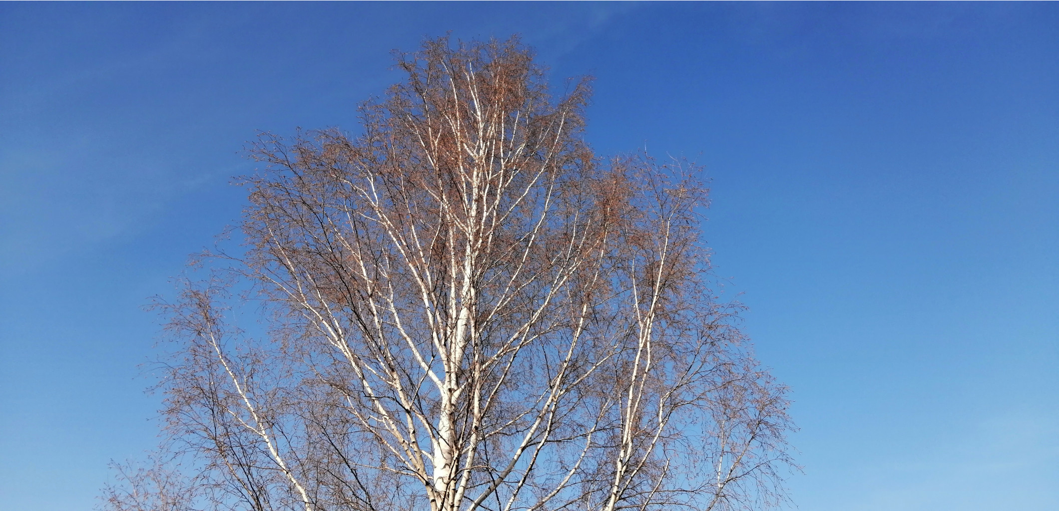 IMG 20200413 170430.jpg