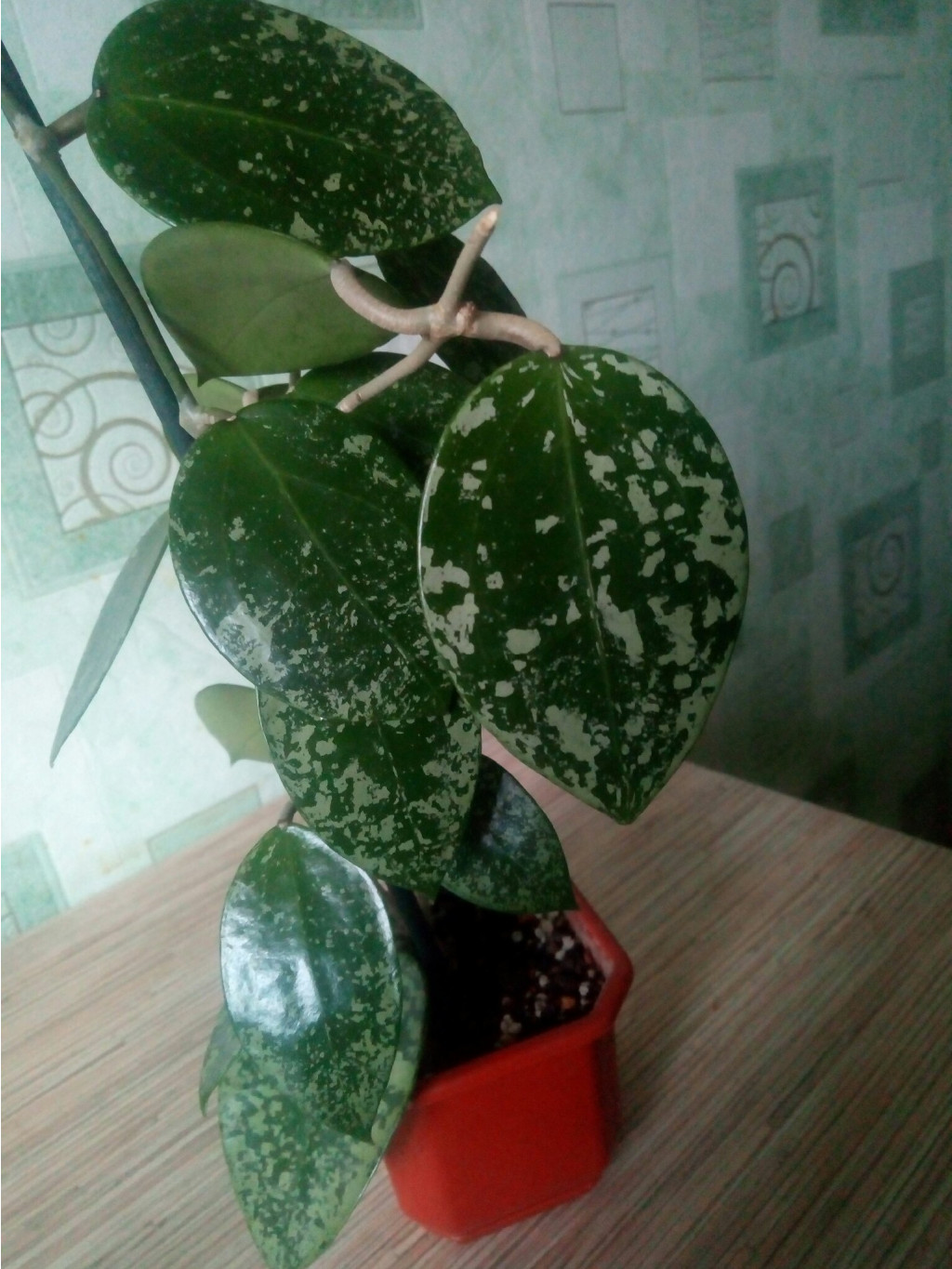 EPC-997 Hoya acuta, stable pink spot splash on cordate leaves (heart shape)