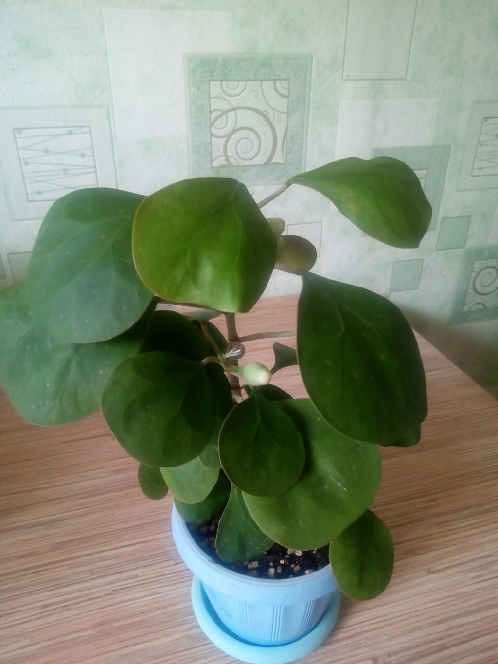 Ficus  deltoidea golden leaves.