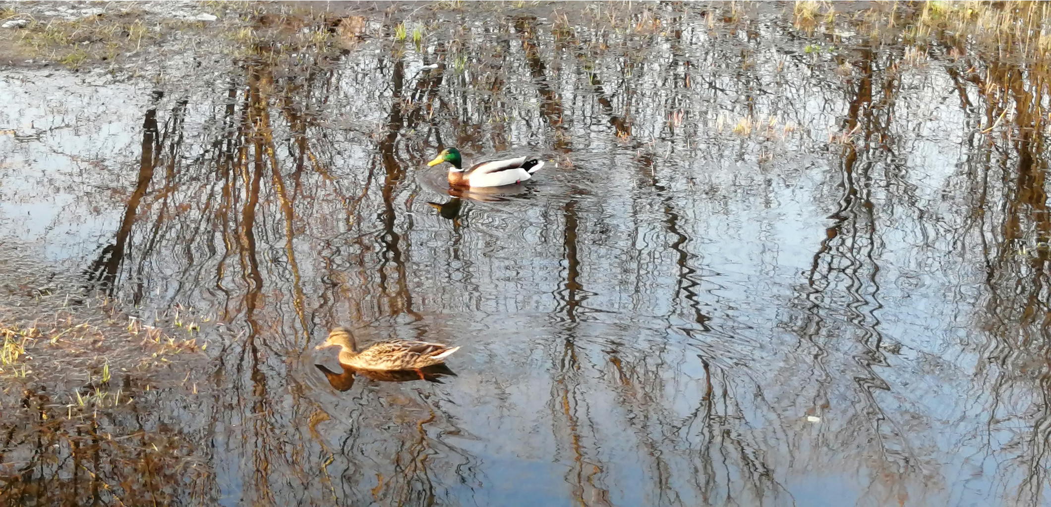 IMG 20200413 173841.jpg