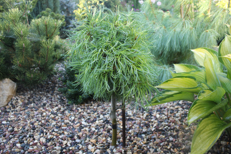  Pinus strobus Green Twist (Pa) C5 Pa 60-85  2569