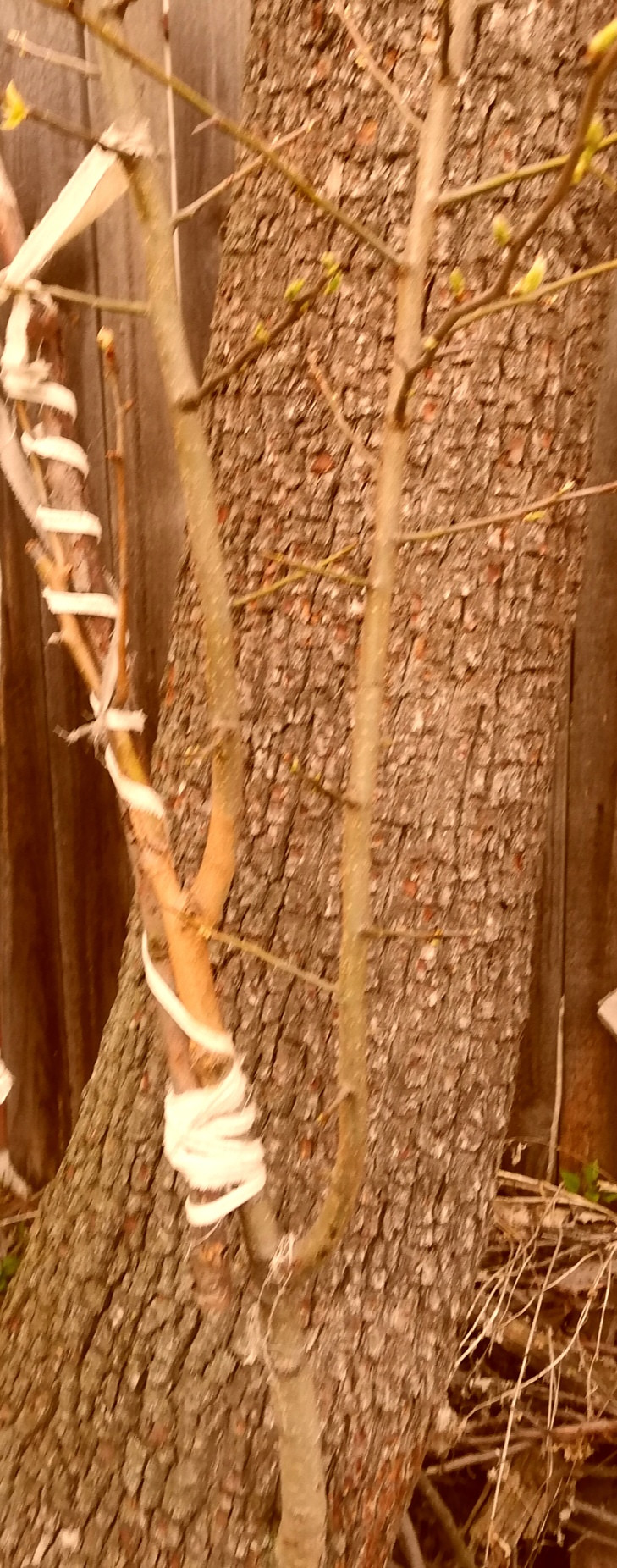 IMG 20200424 223312.jpg