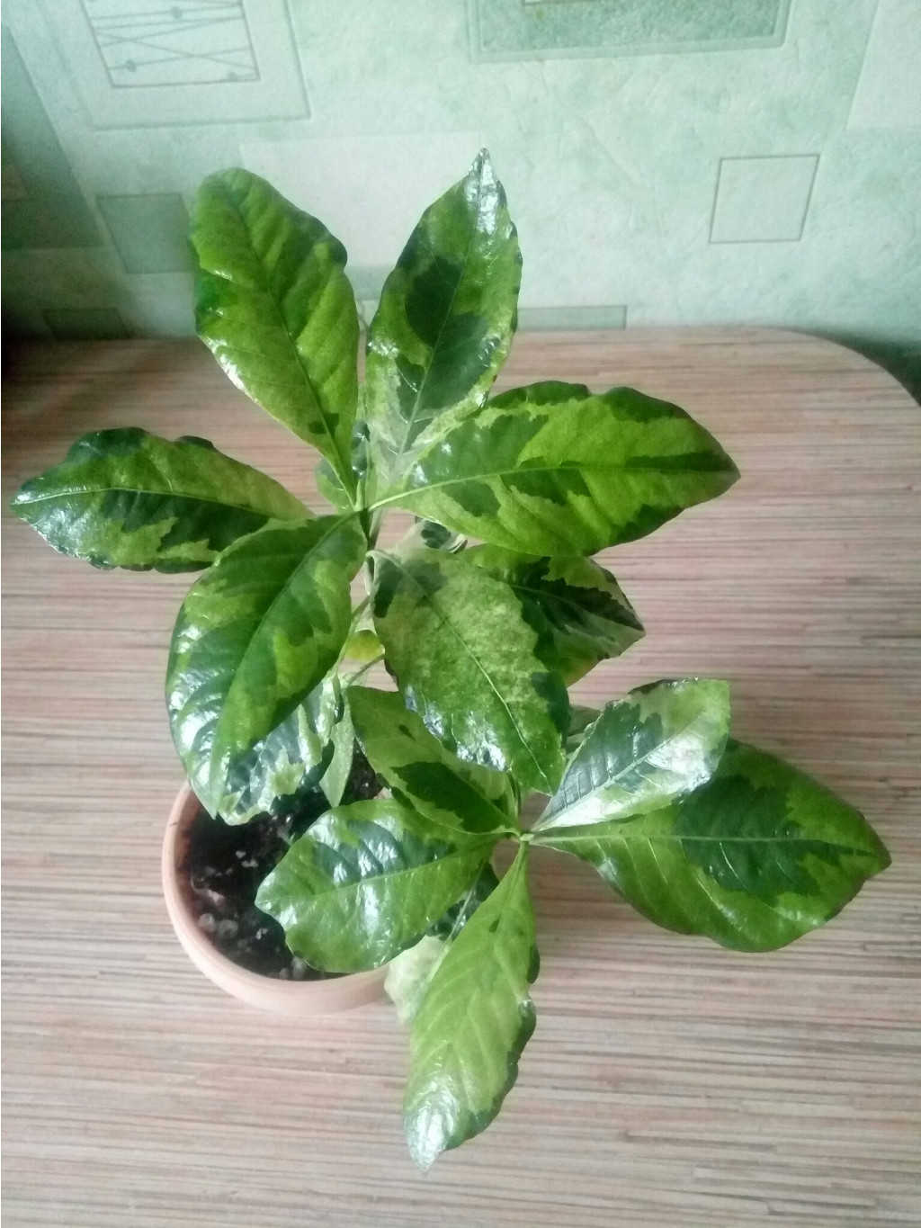 Gardenia angusta variegated.