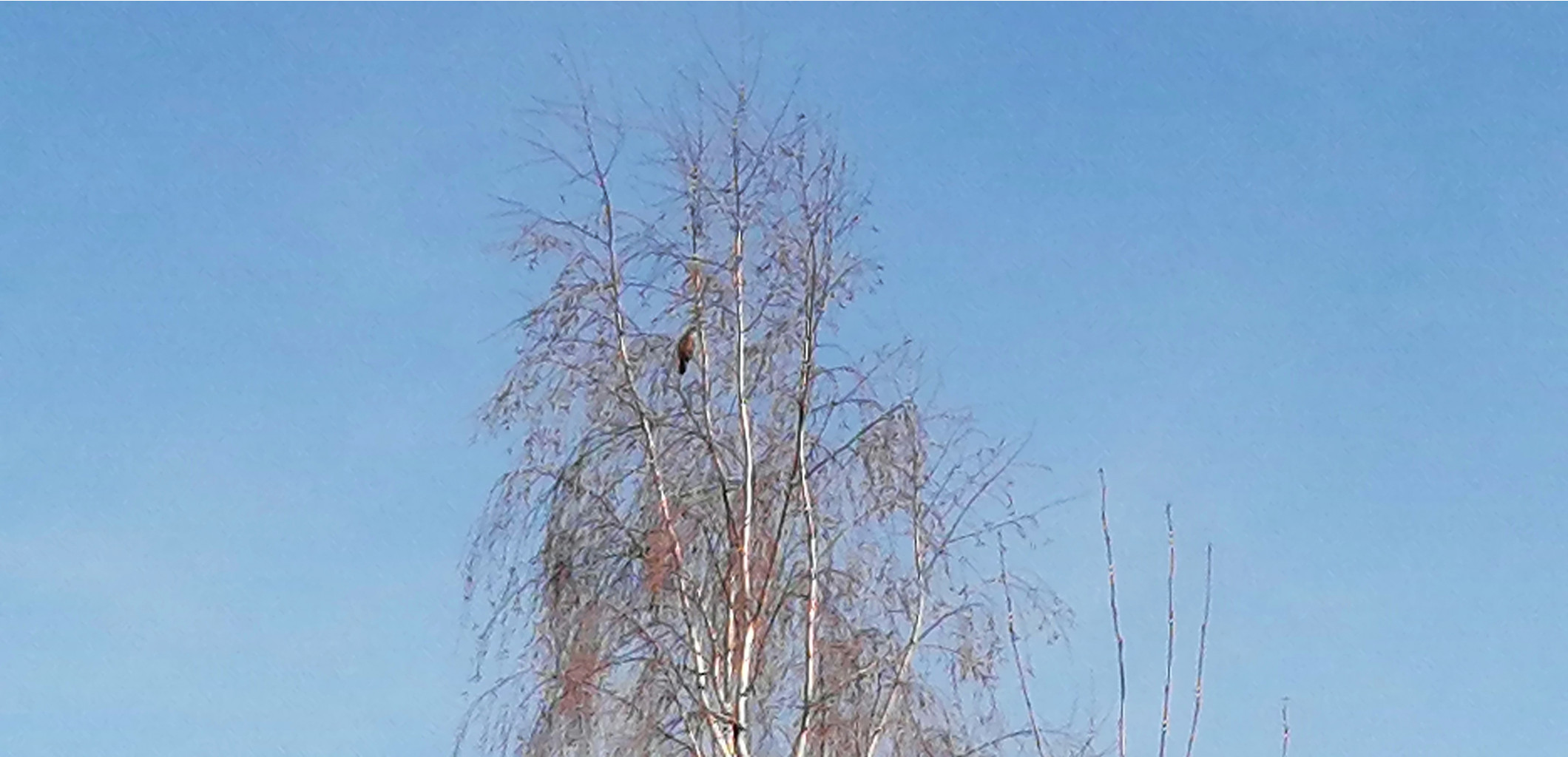 IMG 20200413 170236.jpg