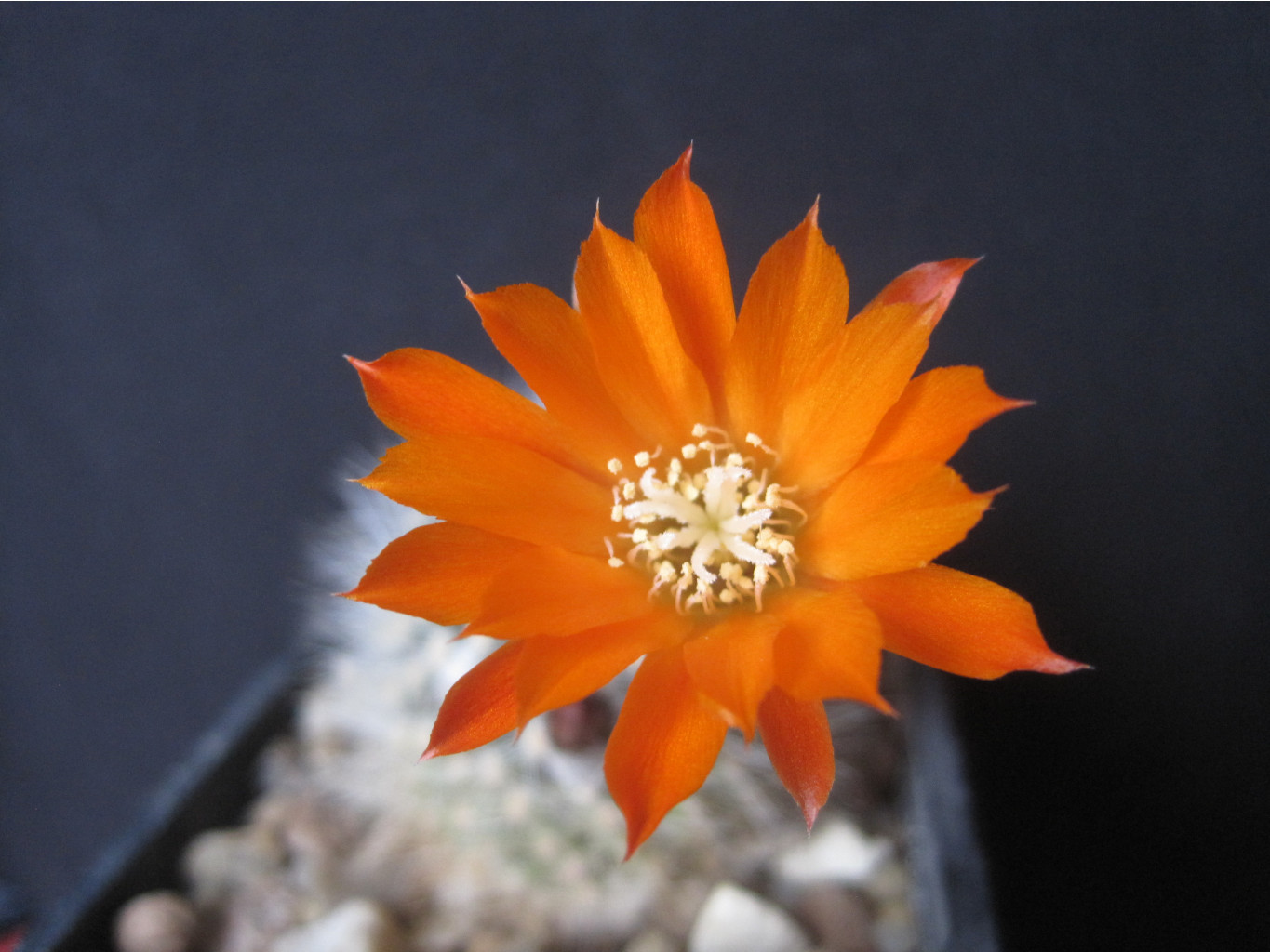 Rebutia flavystila FR 756