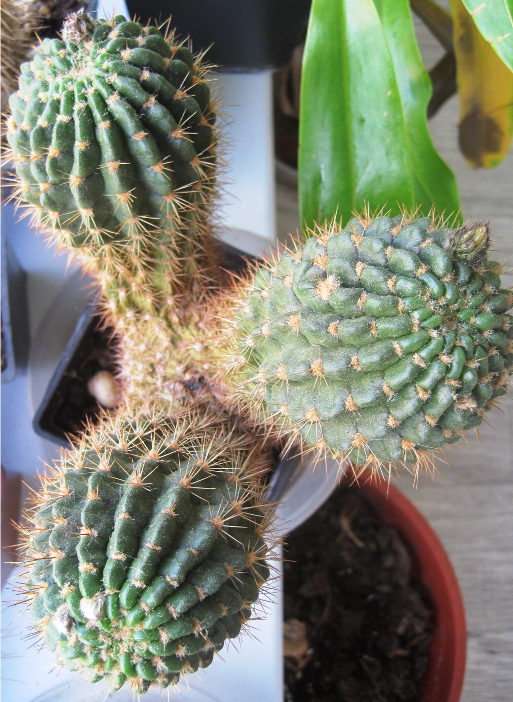 Echinopsis mamillosa kermesina monstruosa