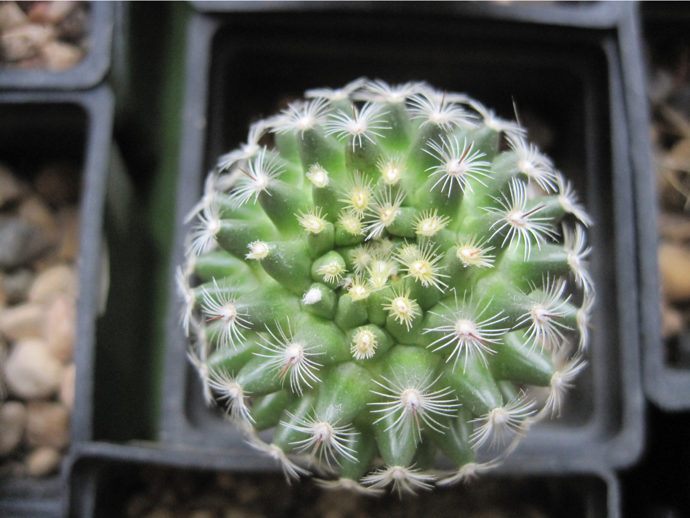 Mammillaria deherdtiana