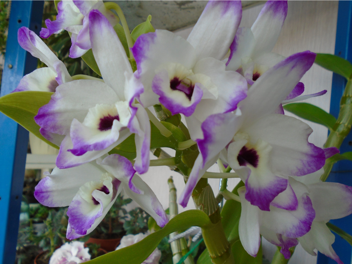 DSC04212.JPG
