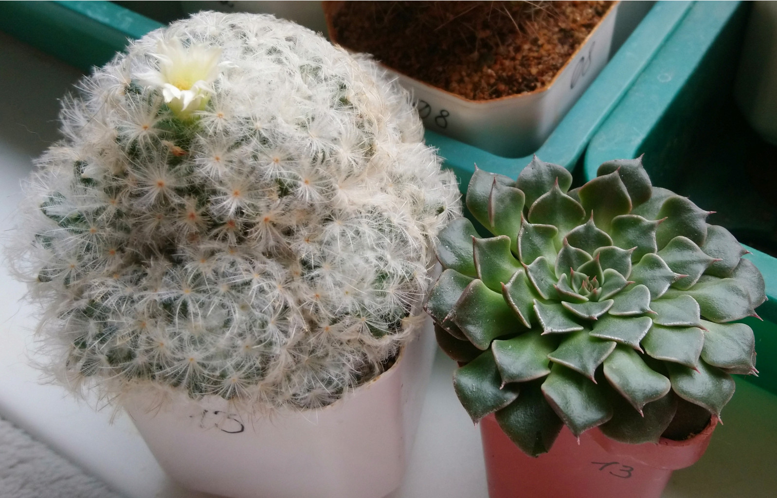 Mammillaria plumosa  Graptopetallum   1310