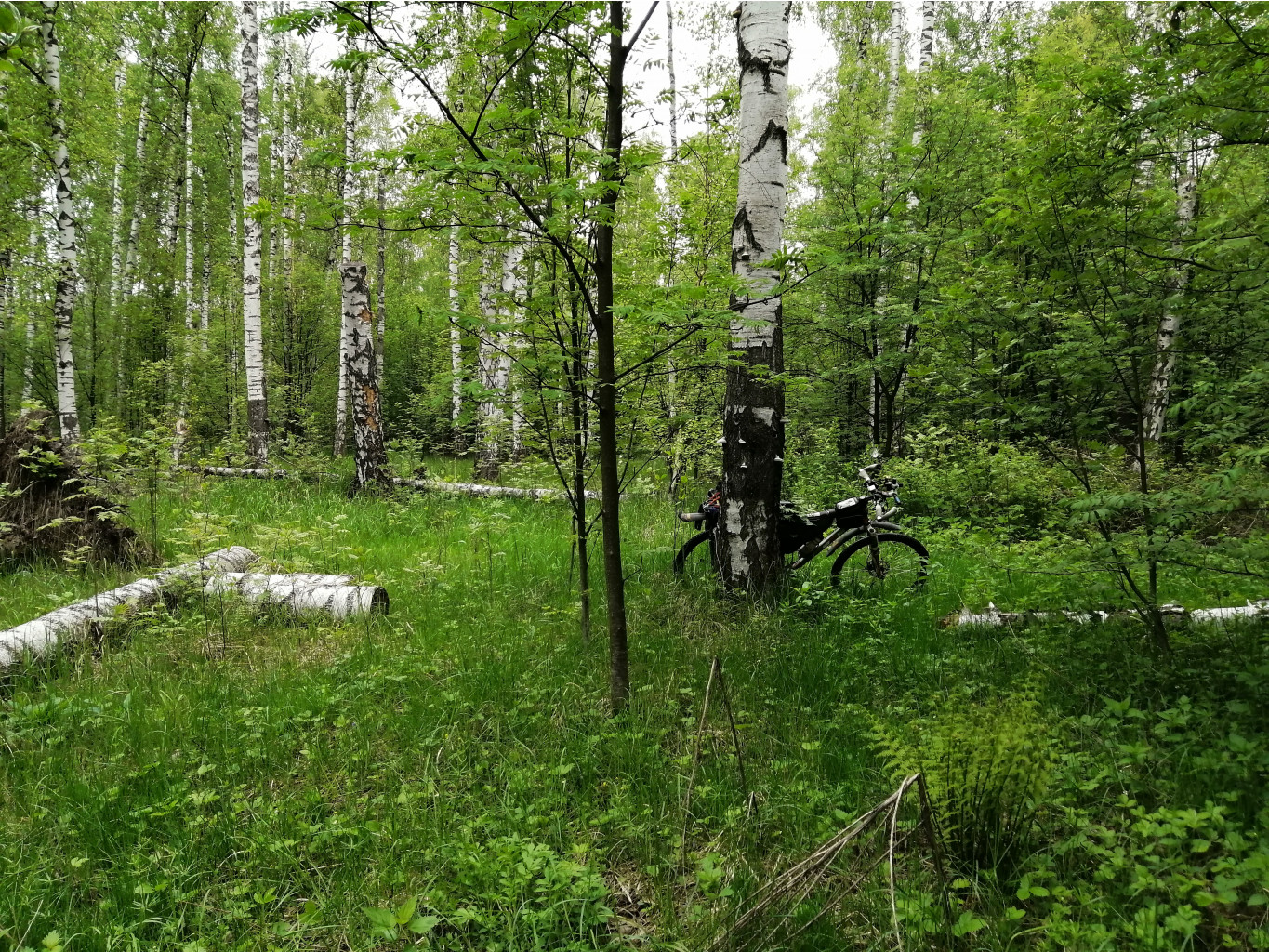 IMG 20200523 134511.jpg