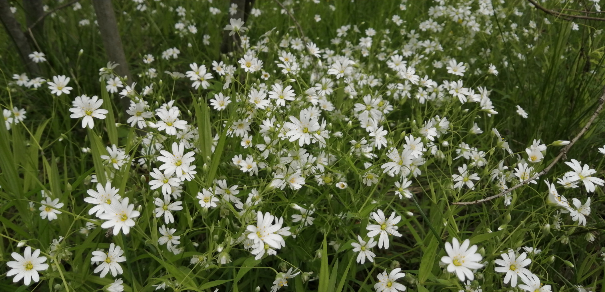 IMG 20200523 120556.jpg